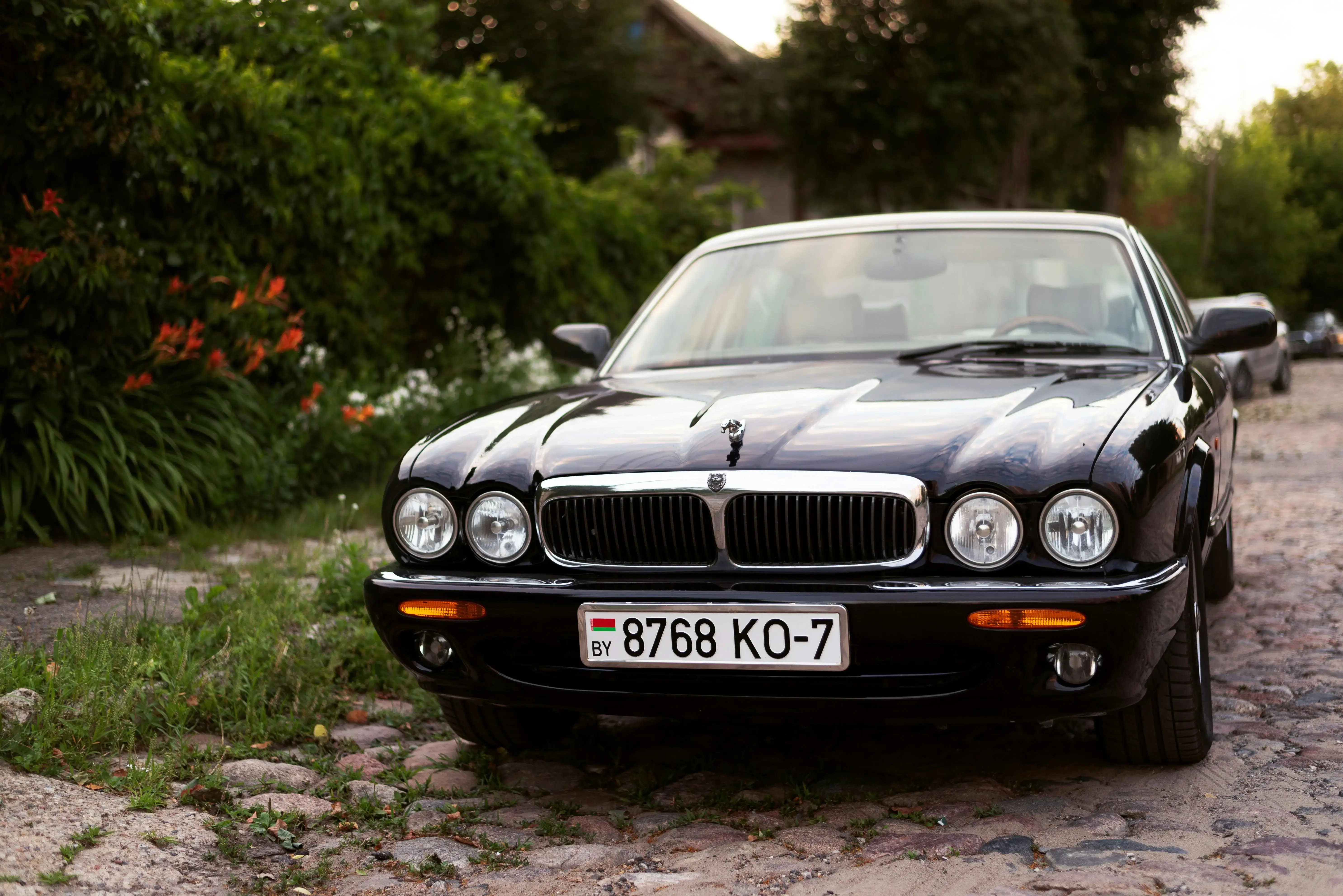 A Black Car Parked Near Green Plants